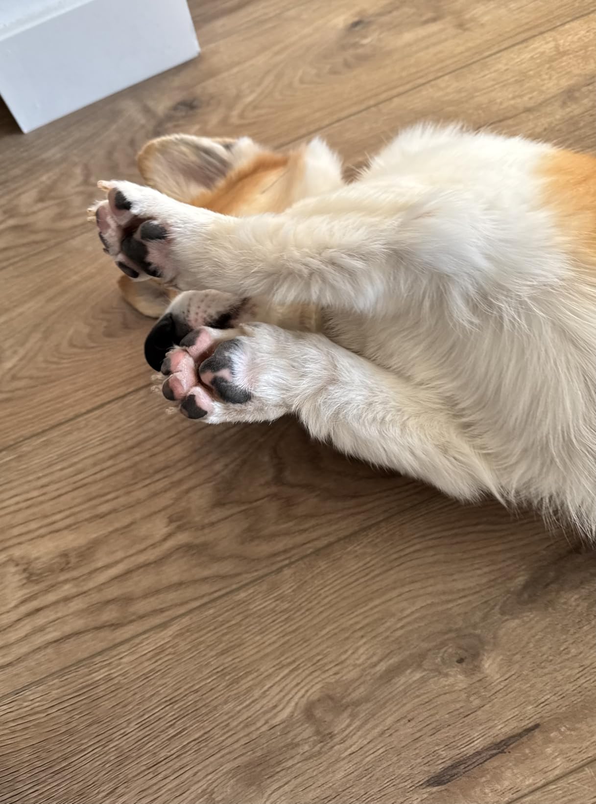 Pawsfamilyco Electric Fur Trimmer