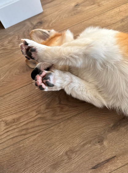 Pawsfamilyco Electric Fur Trimmer