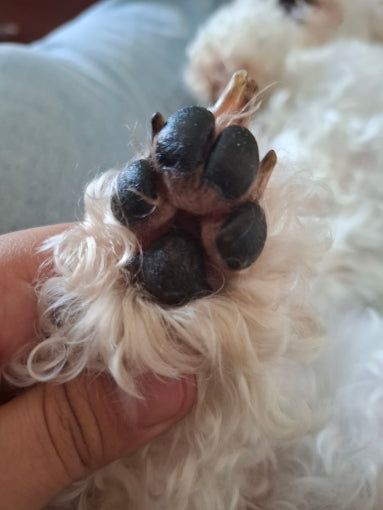 Pawsfamilyco Electric Fur Trimmer