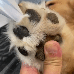 Pawsfamilyco Electric Fur Trimmer