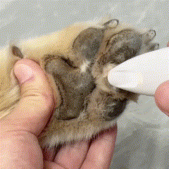 Pawsfamilyco Electric Fur Trimmer